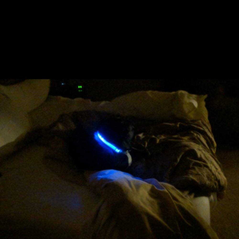 🏆Host Pick🏆 (OFFERS WELCOME) HALO Dog Collar - Picture 6 of 9